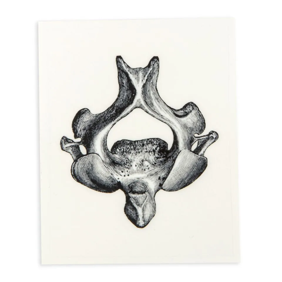Axis Bone - Sticker