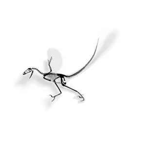 Bambiraptor Fossil Dinosaur Sticker