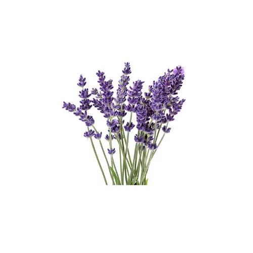 Lavandin essential oil (Lavandula X intermedia)